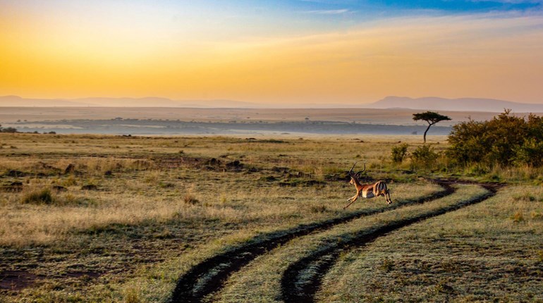 New York: State Legislature Fails to Advance Legally Harvested Wildlife Import Ban | An Official Journal Of The NRA