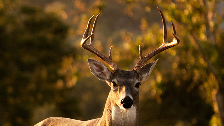 White-tailed Buck at Dusk