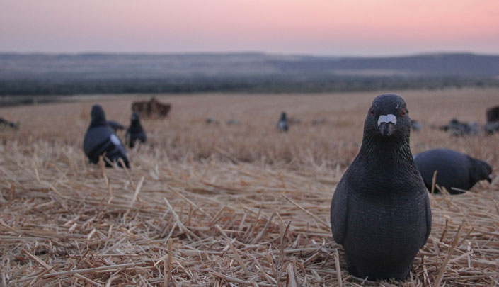 Pigeon decoys in an Idaho field, with a pink sun rising
