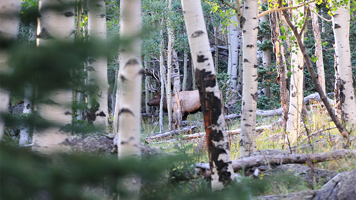 Bull elk walking through aspen trees