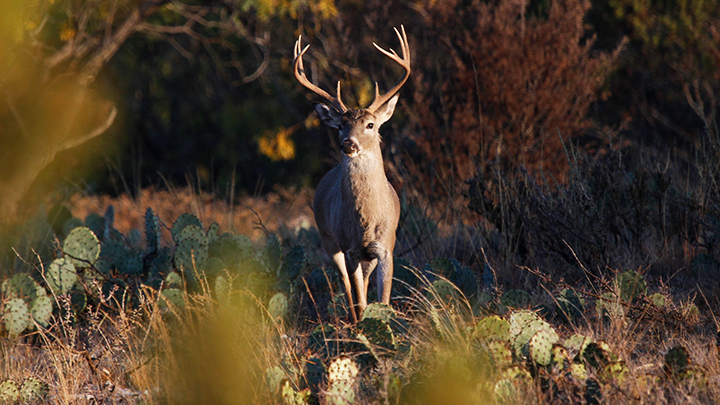 Whitetail Buck Head On