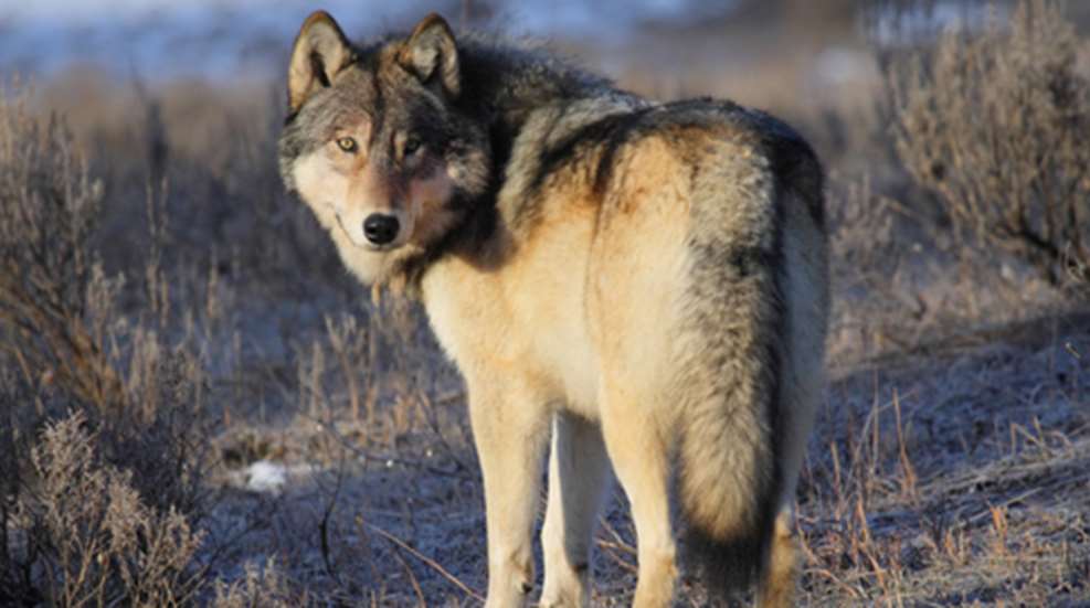 2013227111454-wolf_f.jpg