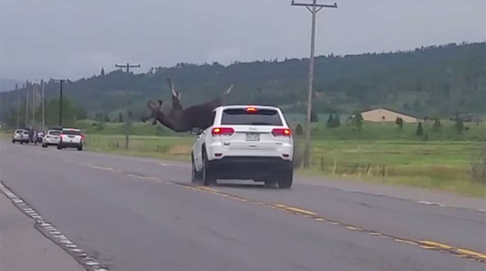 moose_hit_by_car_f.jpg