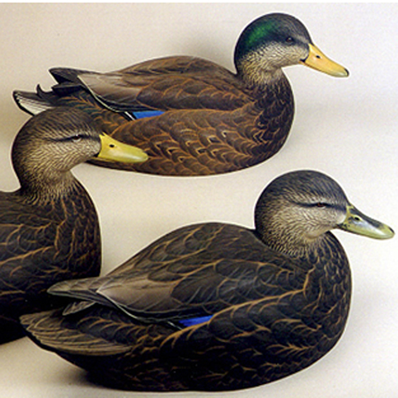 Black Ducks With a Drake