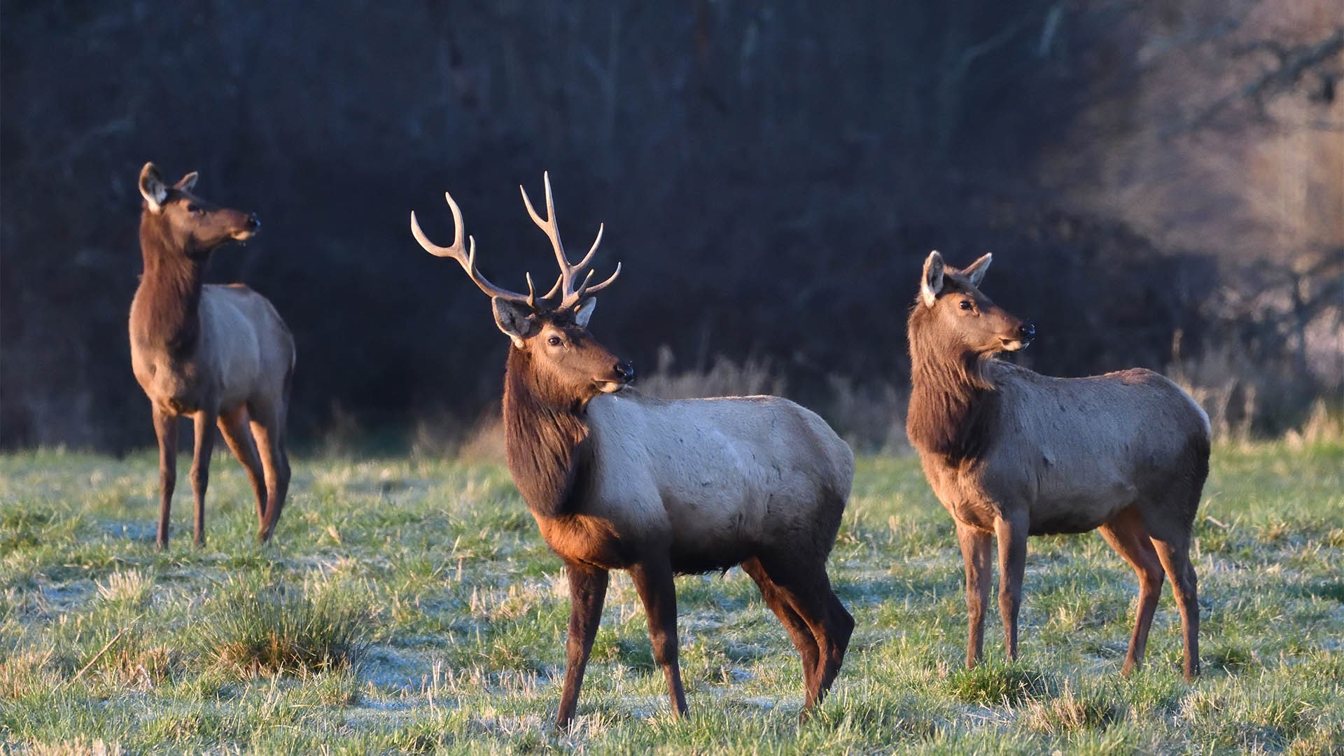 Elk Herd