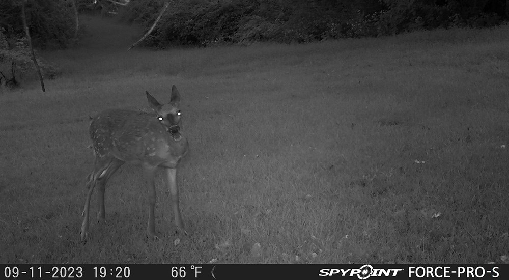 Nighttime image from trail camera of fawn deer.