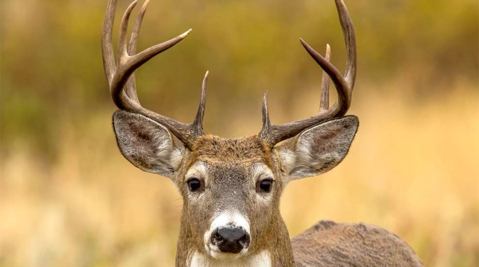 deertrusttheirears_lead.jpg