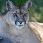 Mountain Lion Lede