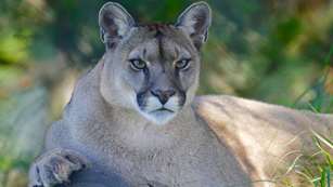 Mountain Lion Lede
