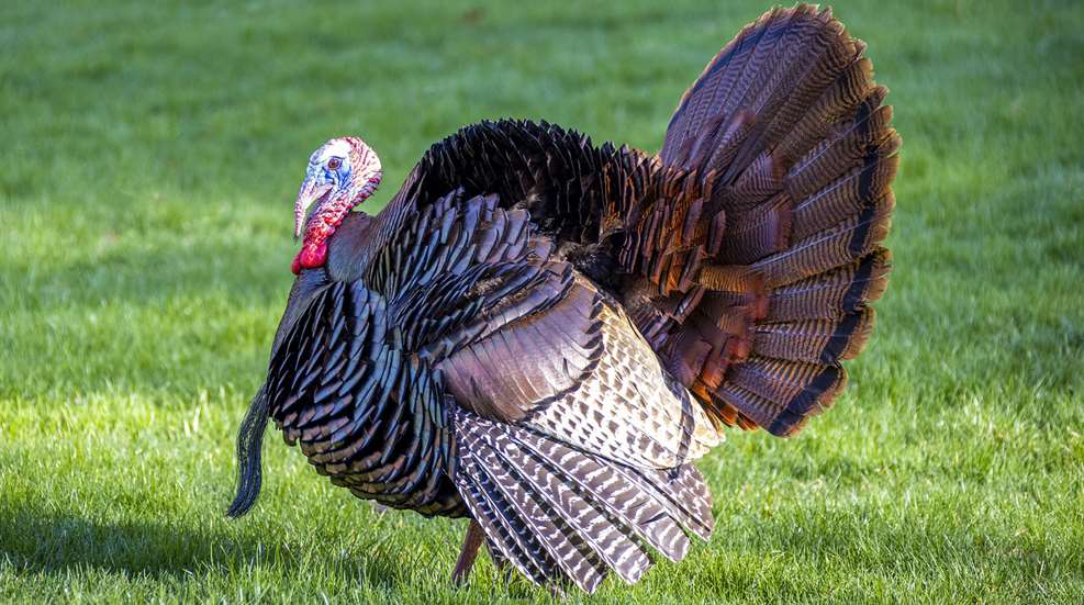 MAIN Turkey Gobbler