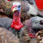 ask_turkey_outfitter_f.jpg