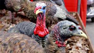 ask_turkey_outfitter_f.jpg