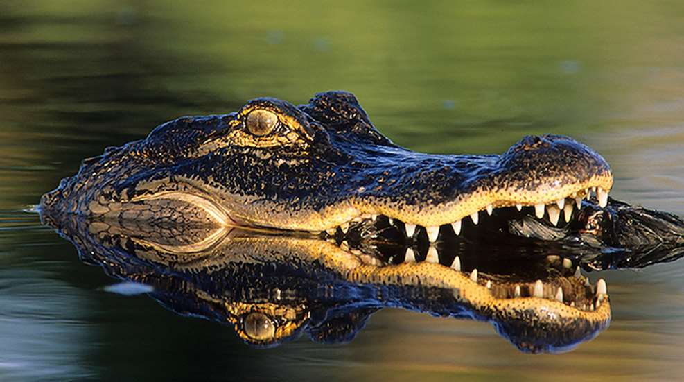 gator_conservation_f.jpg
