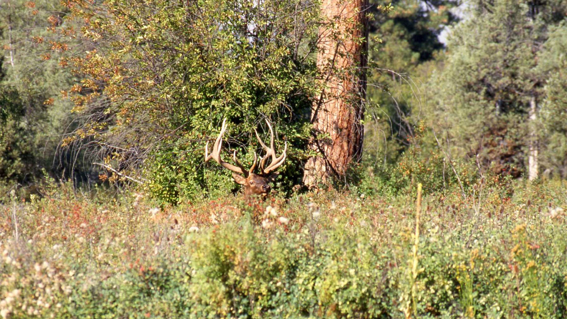Elk Peeking out of foliage
