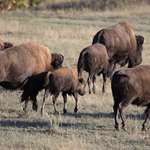 bison_usfws_grand_canyon.jpg