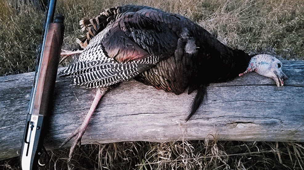 gobblerclucks_lead.gif