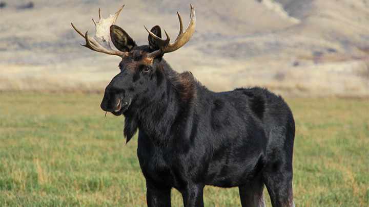 Bull Moose in Field