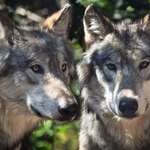 gray-wolves.jpg