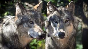 gray-wolves.jpg