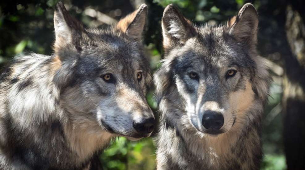gray-wolves.jpg