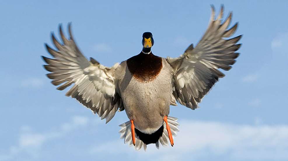followduckpatters_lead.jpg