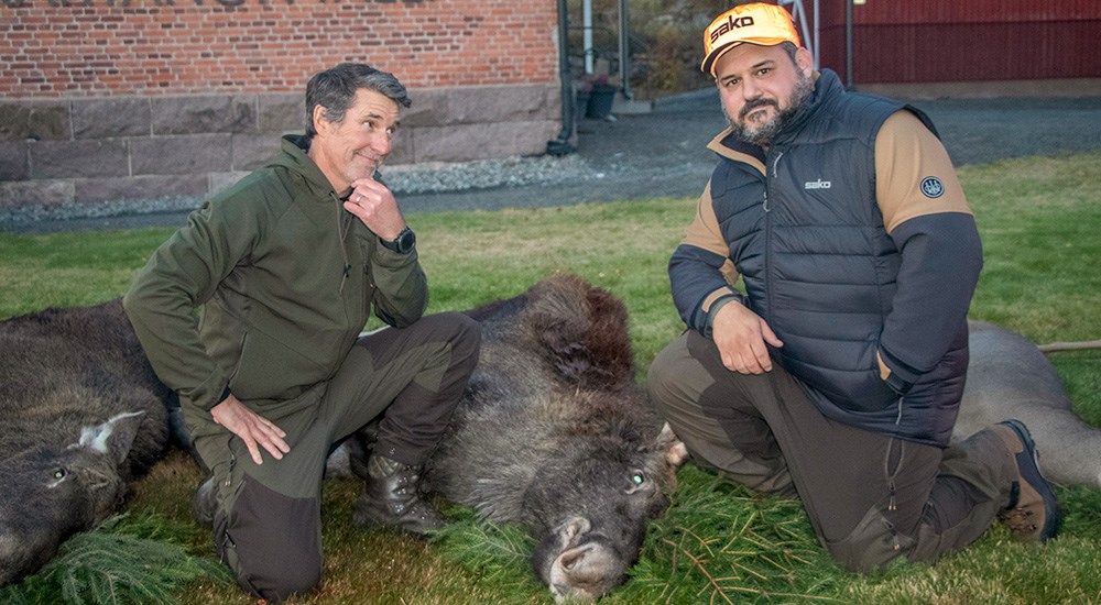 Two male hunters posing with cow moose in Finland.