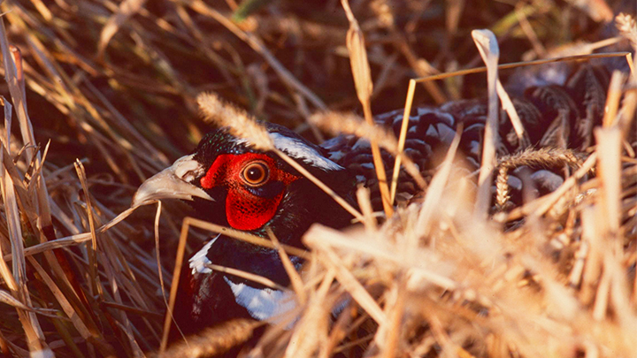 How to Hunt Pheasants Without a Dog | An Official Journal Of The NRA