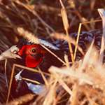 hunt-pheasants-without-a-dog_lead.jpg