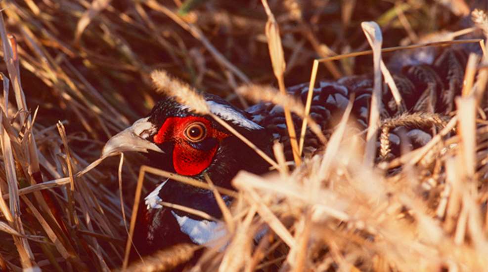 hunt-pheasants-without-a-dog_lead.jpg