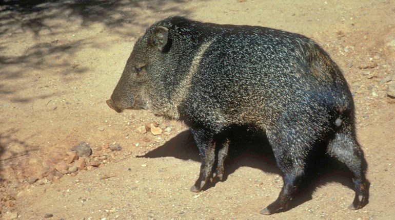 Boone & Crockett and Pope & Young Now Accepting Javelina Entries | An Official Journal Of The NRA