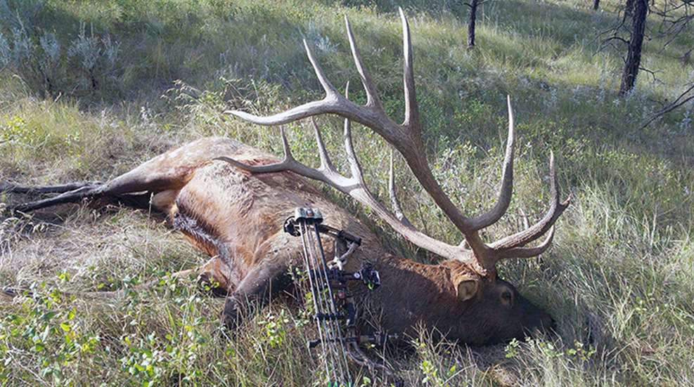 record_elk_bc.jpg