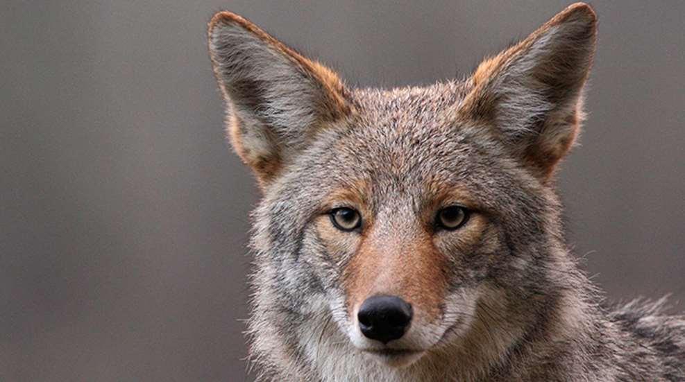 eastern_coyotes_f.jpg