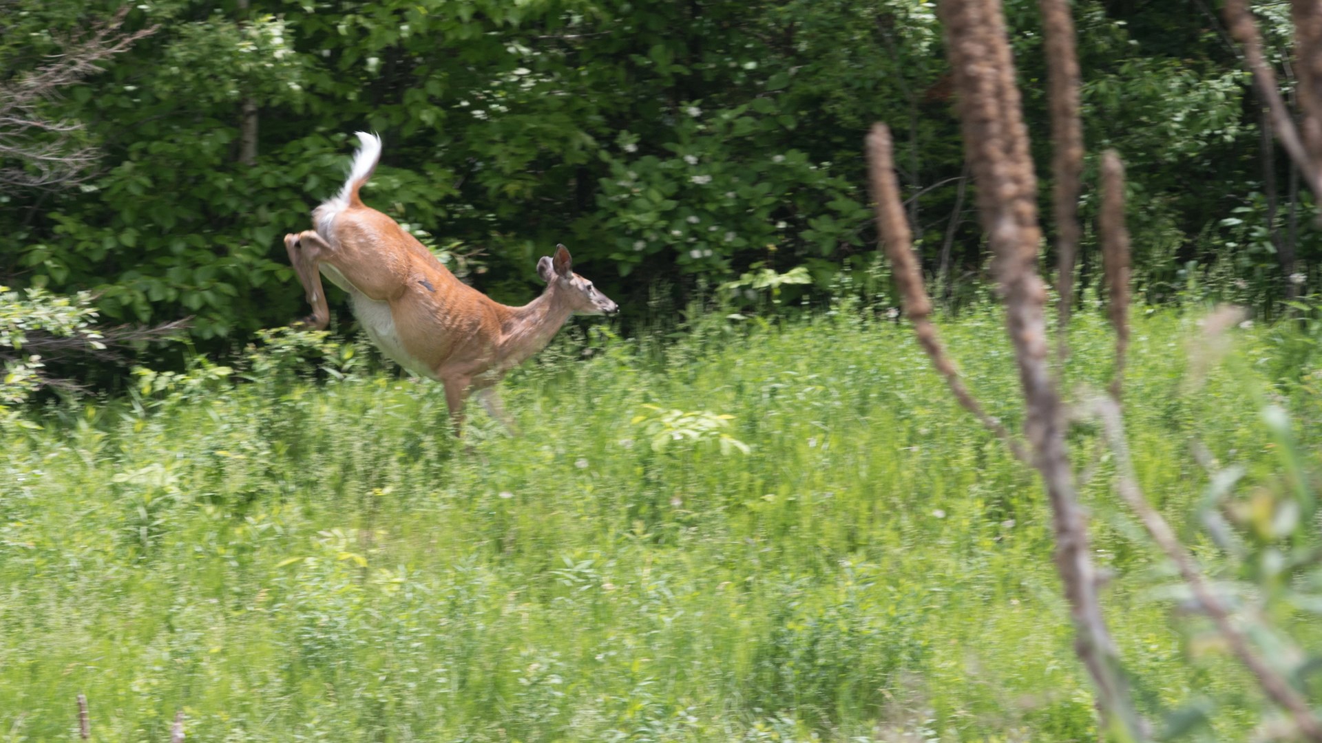 Whitetail deer fleeing