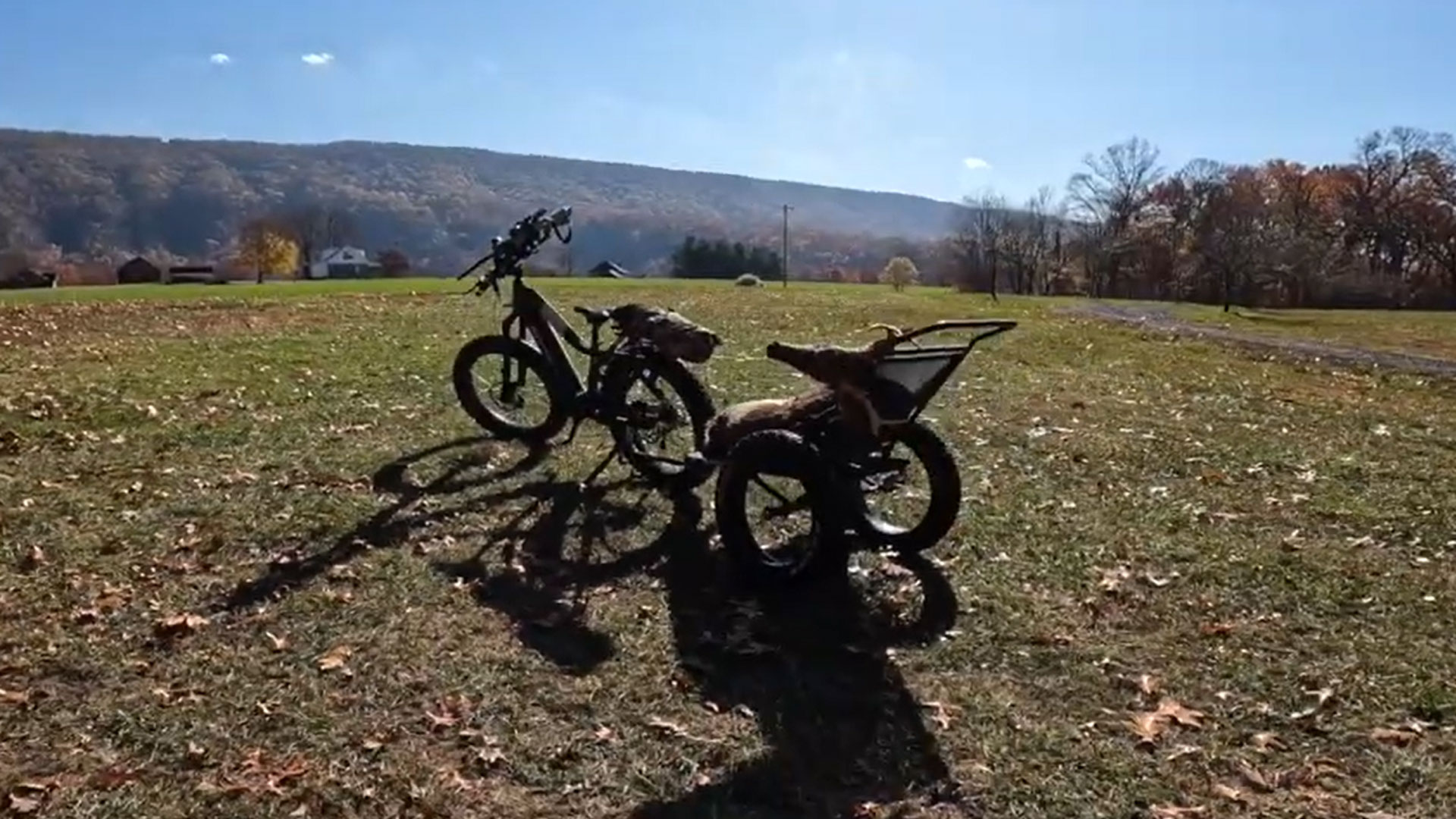 Quietkat In Field With Deer