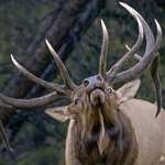 What To Do When Elk Wont Respond To Calls Lead