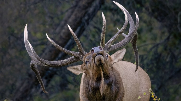 What to Do When Elk Ignore Your Calls | An Official Journal Of The NRA