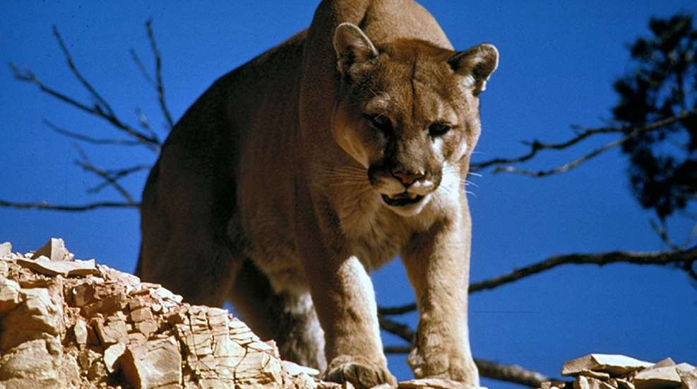 co-hunterfendsoffcougar-knife_lead.jpg