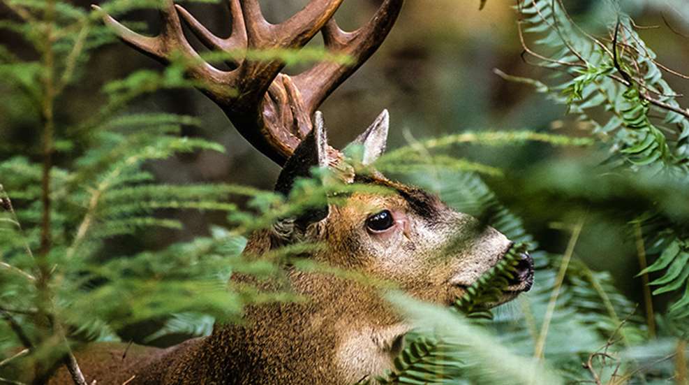 ghost_blacktail_f.jpg