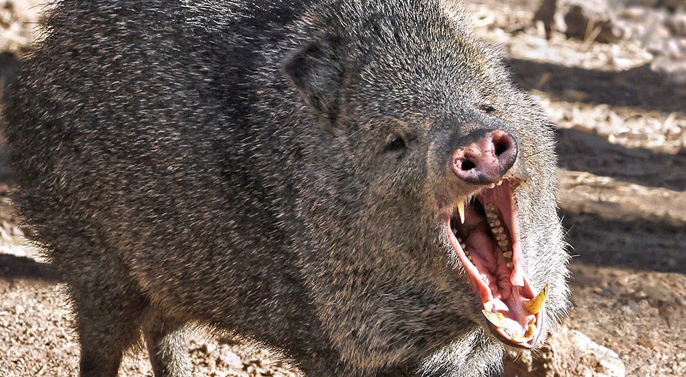 Feral Hog