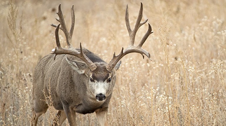 Coffee, Classic Country And Colorado Mule Deer | An Official Journal Of The NRA