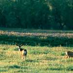 summer-scouting-muley-mojo_lead.jpg
