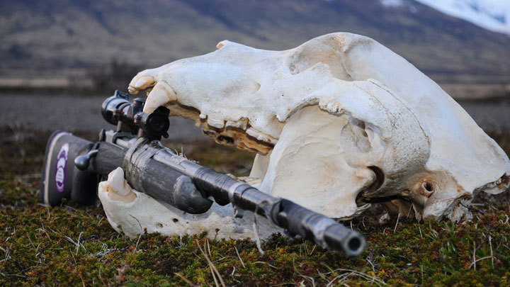 Rifle in a bear skull