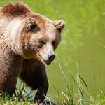 grizzlyhuntscancelled_lead.jpg