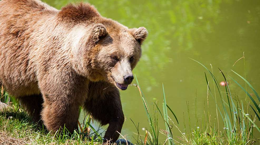 grizzlyhuntscancelled_lead.jpg