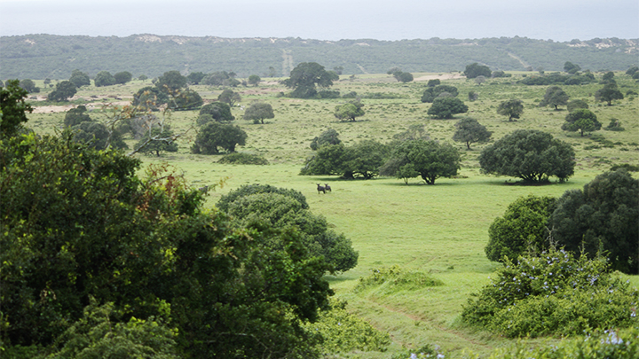 Africa landscape with plains game