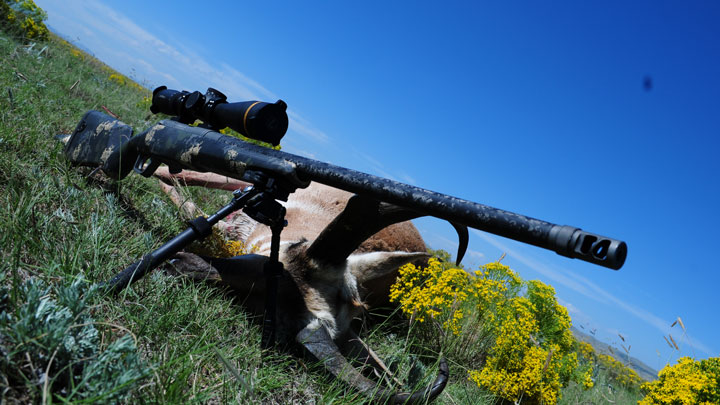 Rifle on bipod next to downed Pronghorn