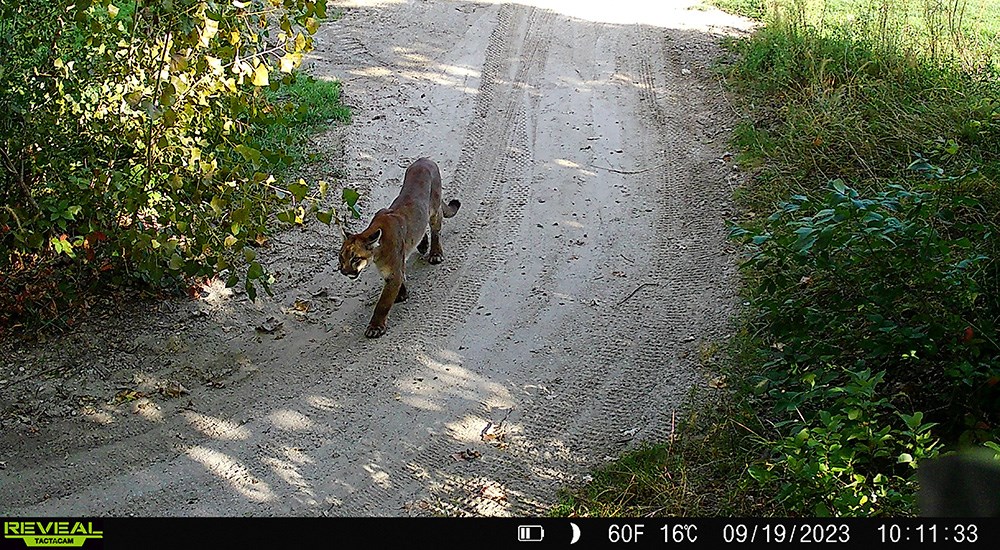 Game camera image of mountain lion walking on golf course trail.