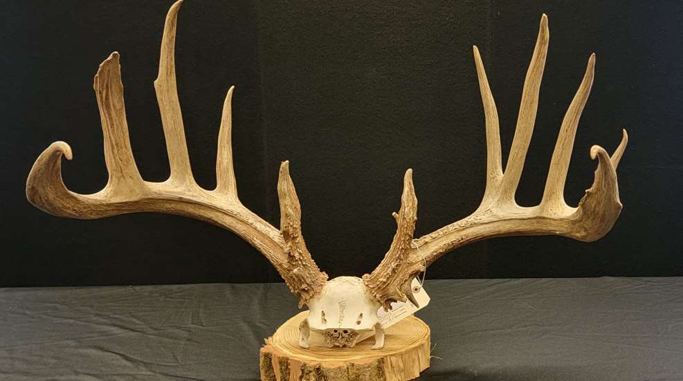 LEDE Highest Poaching Fine In Ohio History