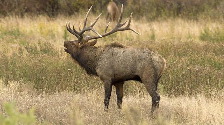 North Carolina to Hold First Elk Hunt in Decades | An Official Journal Of The NRA