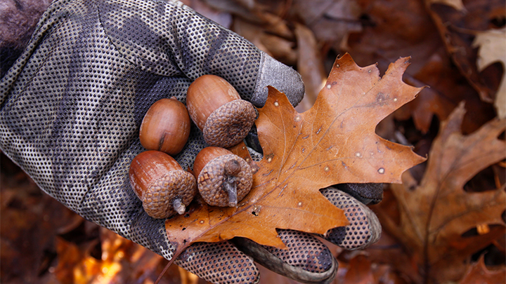 Hand holding acorns